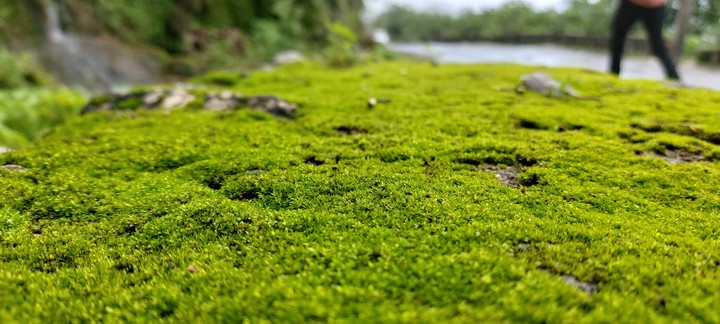 green india