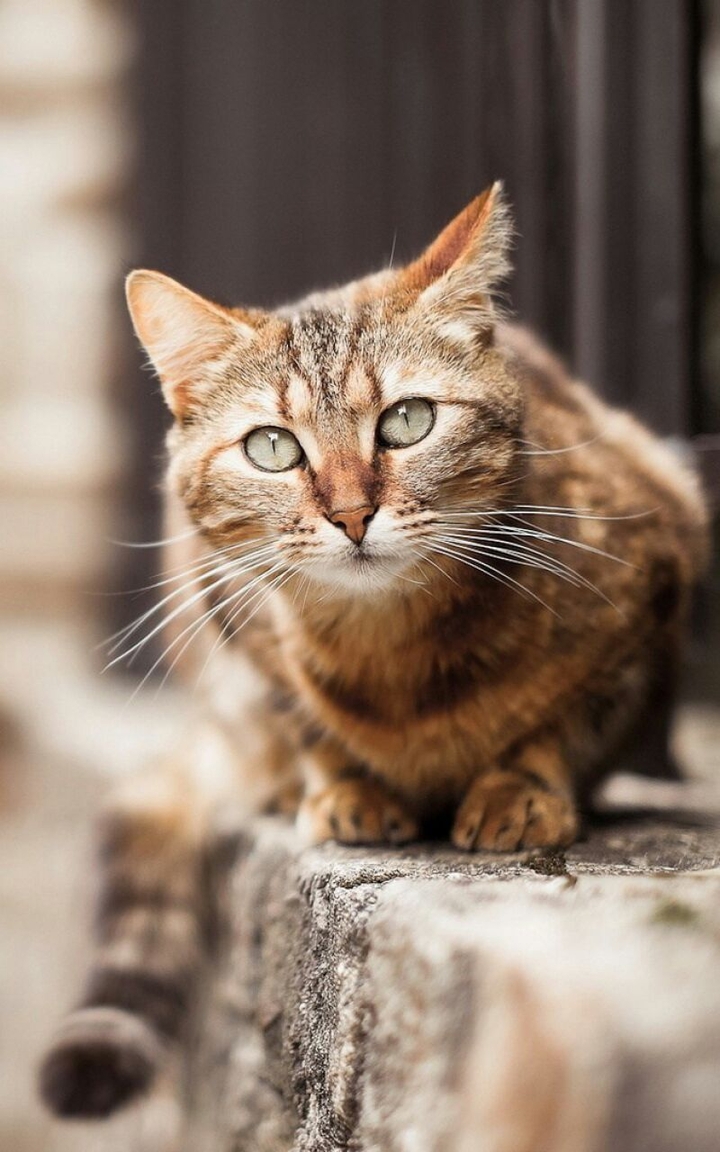 Kitten