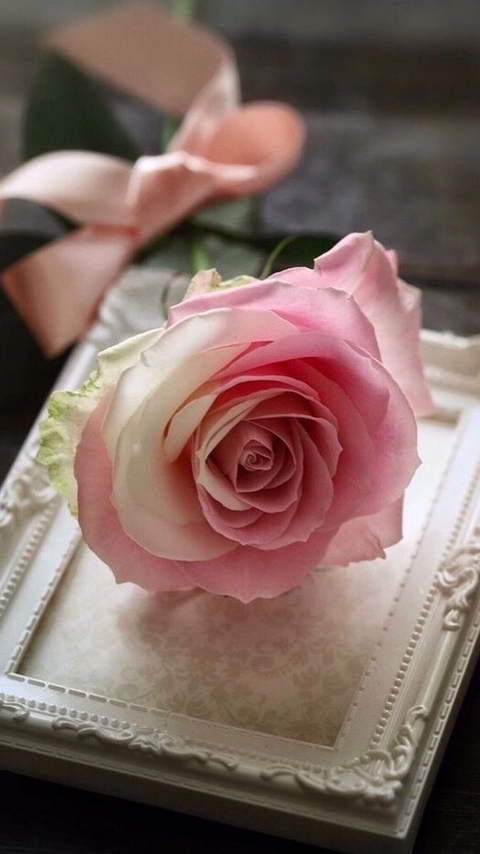 sfondi flower, petal