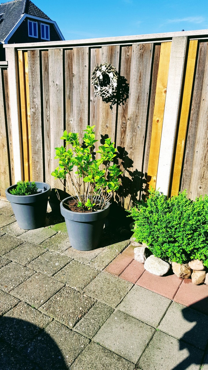 Tuin