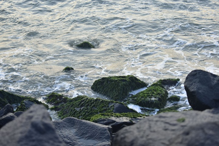 ALGAE
