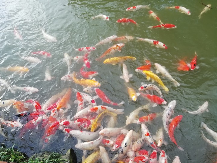 fish