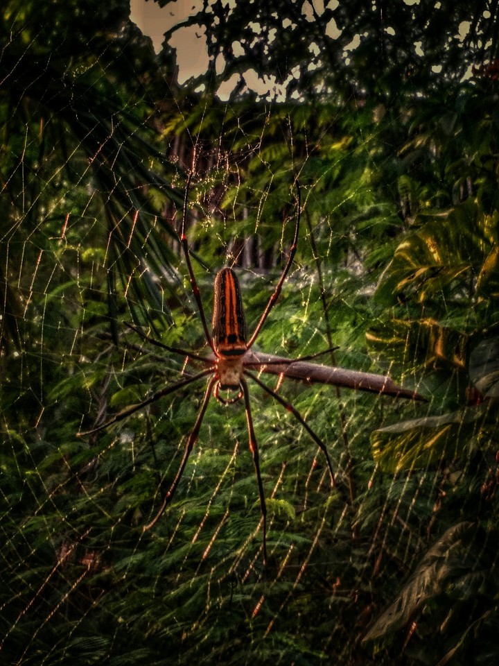 the spyder