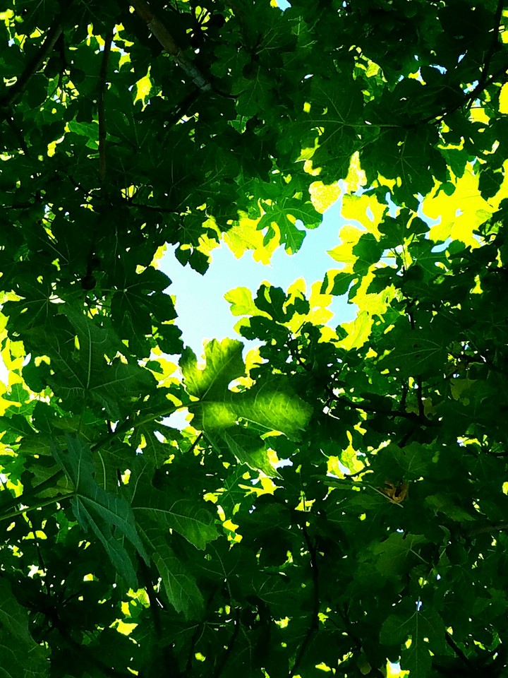 Leaves of green