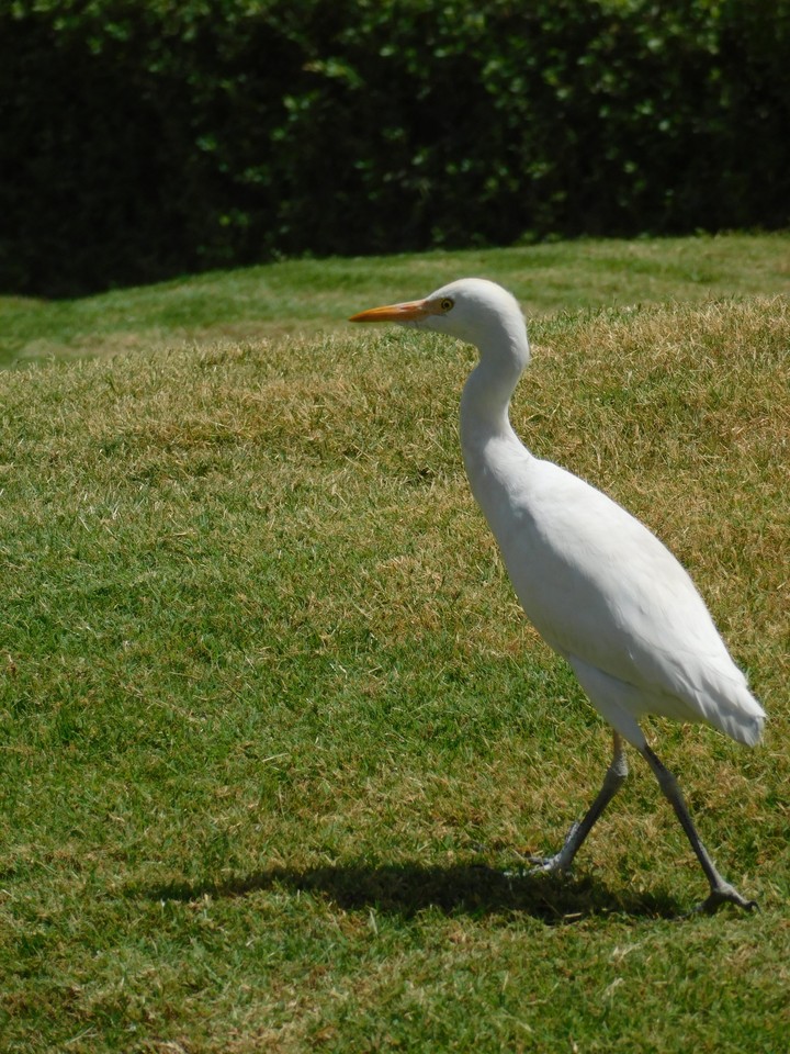 Birds