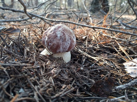 mushroom
