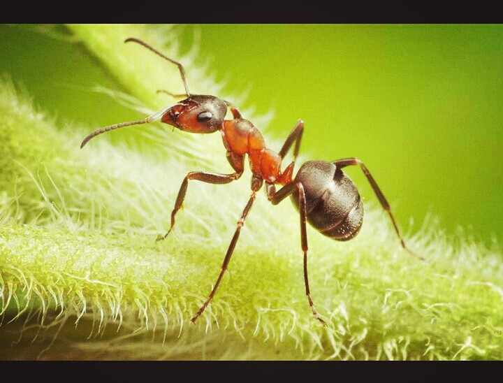 ant