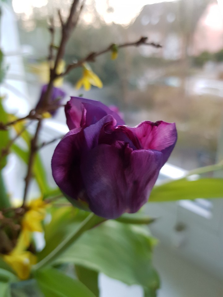 Tulpe