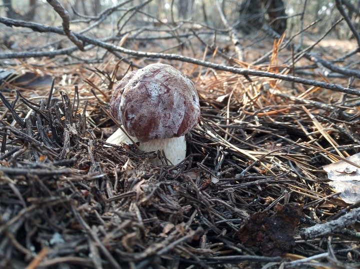 mushroom