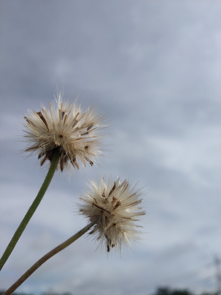 Wild Dandelions