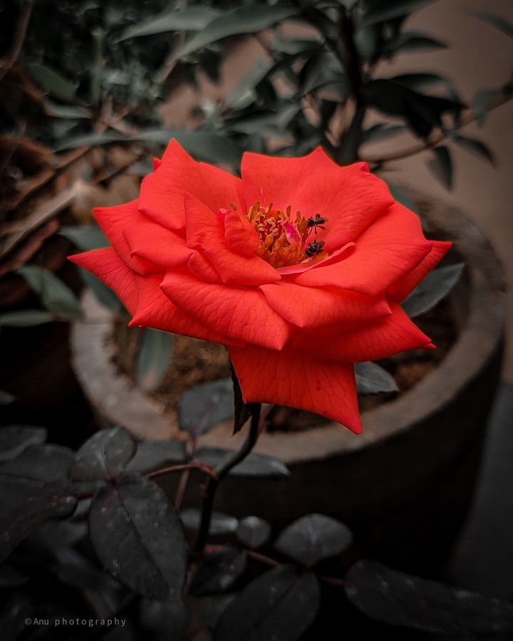 rose