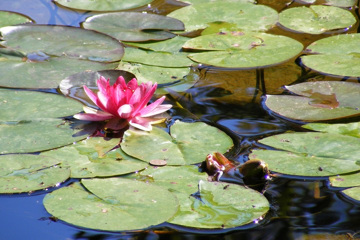 Lily Pads, Butchart Gardens, Victoria, BC