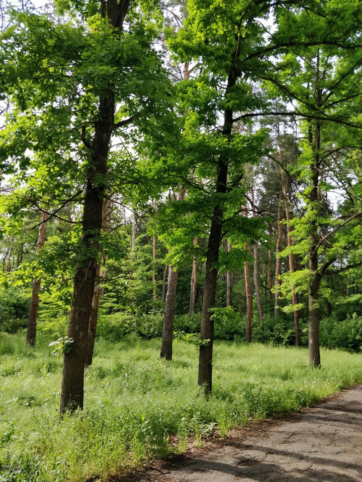 park