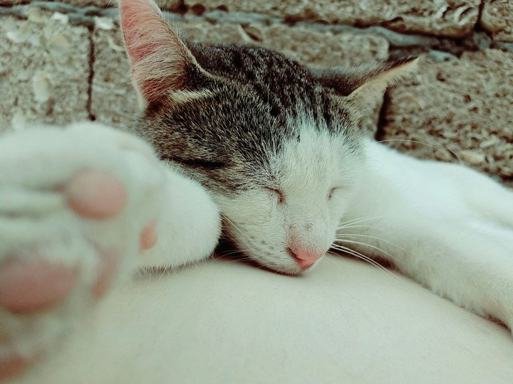 cat.kedi