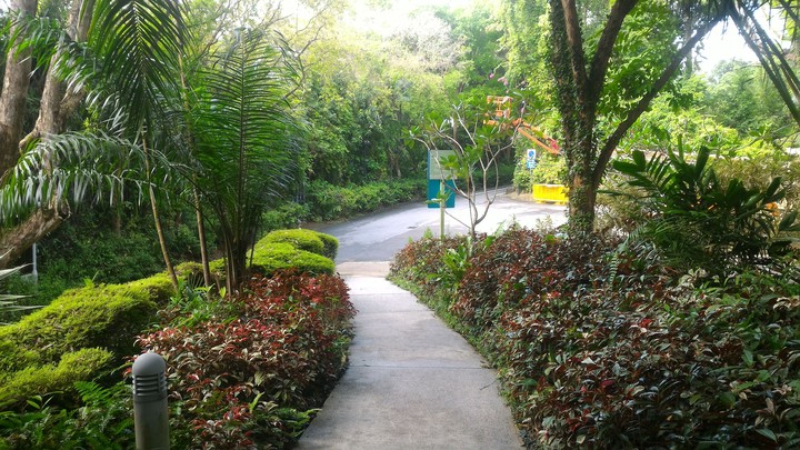 Road To Greenery