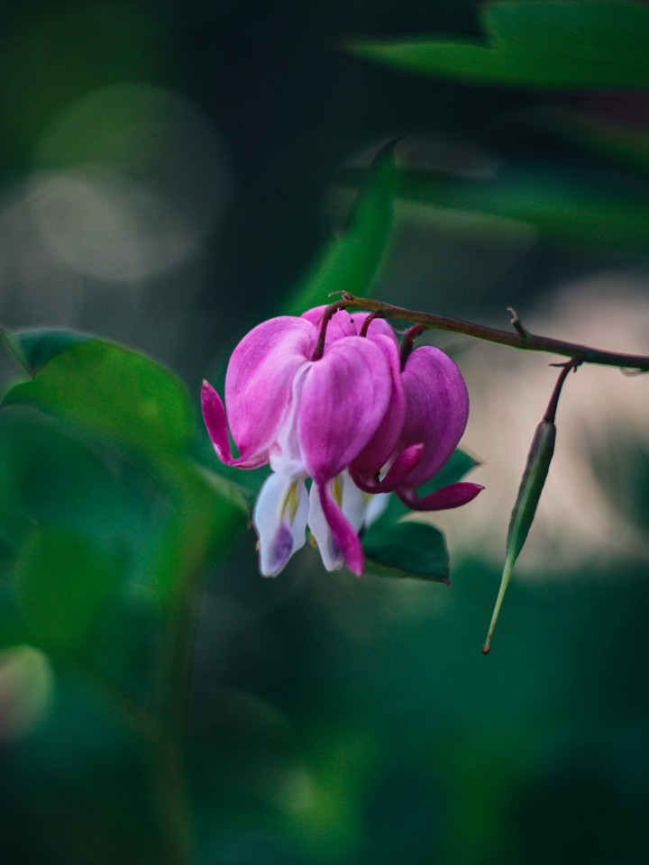 dicentra