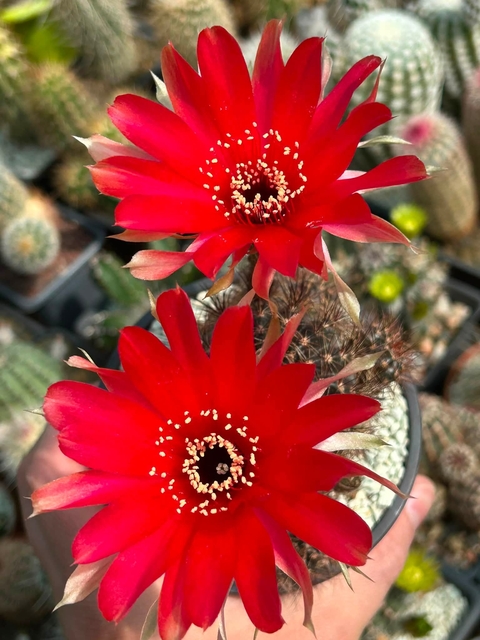 tapety Cactus, petal