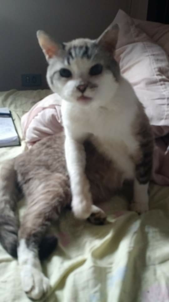 Joãozinho 