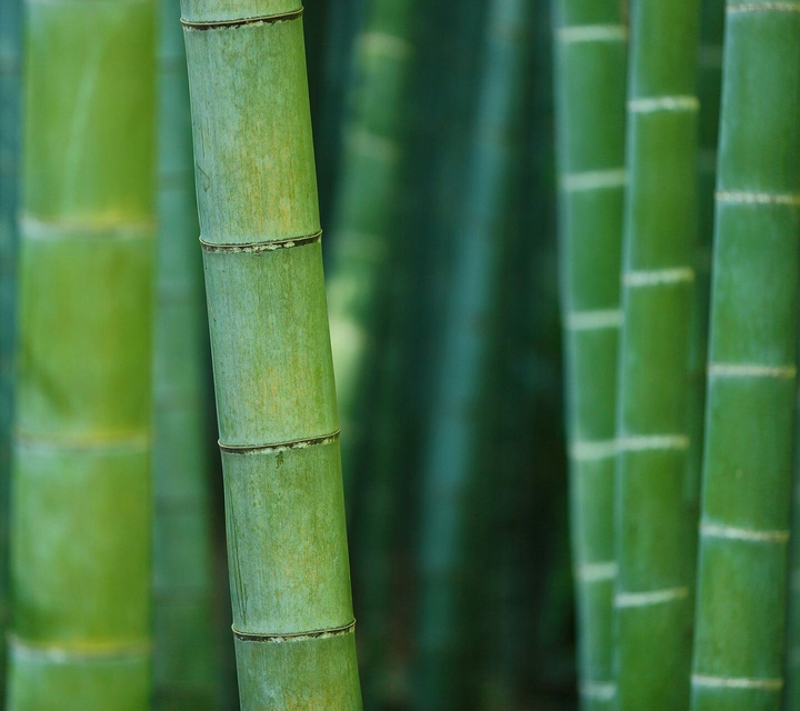 Bamboo