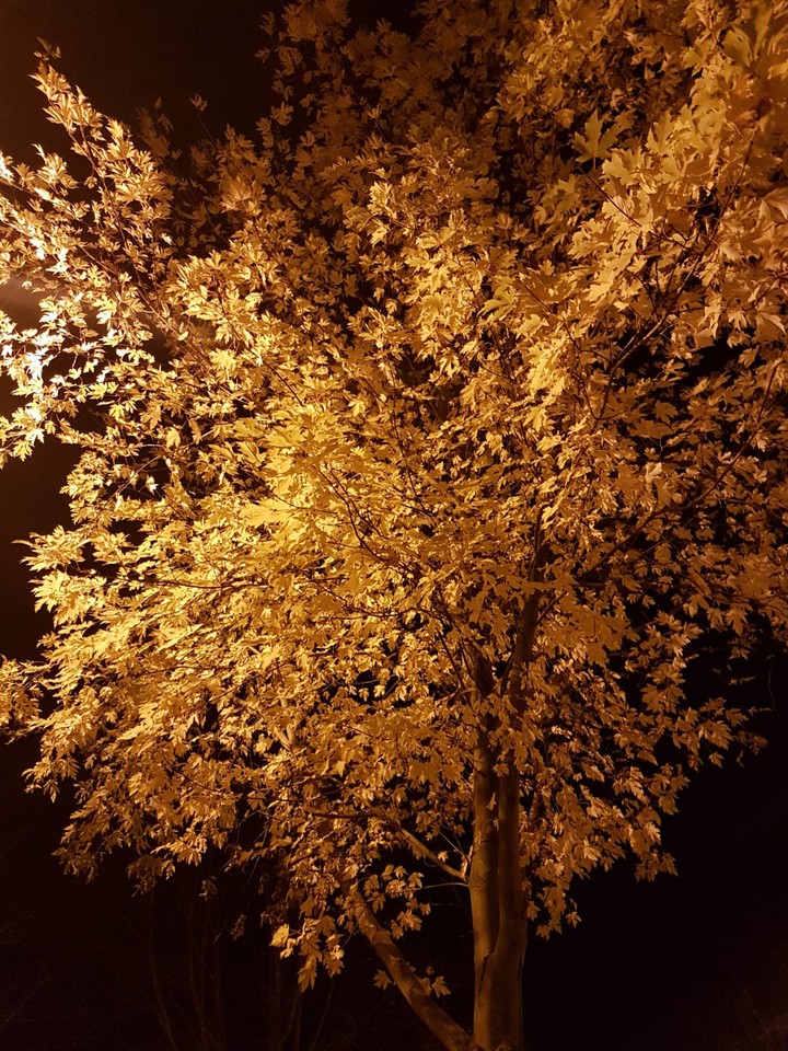 Tree night