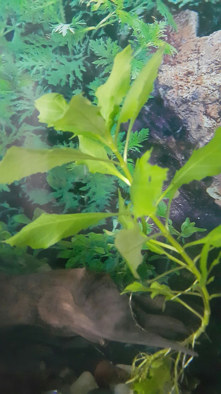 #aquarium