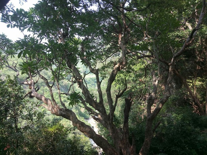 trees