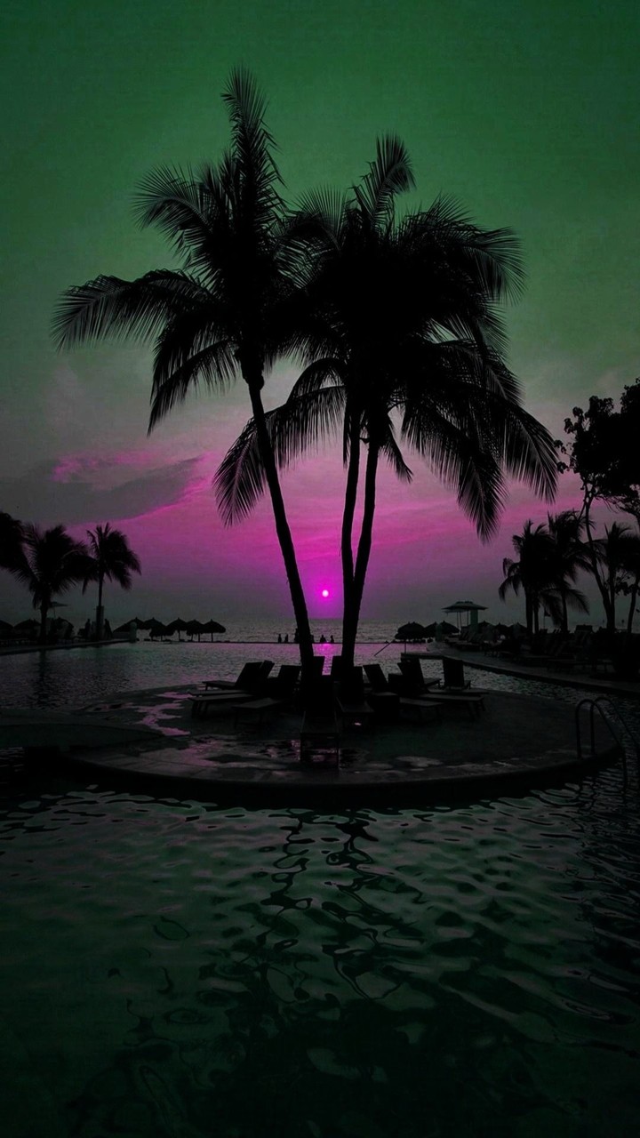 Palm 