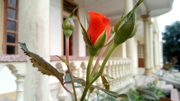 Rose