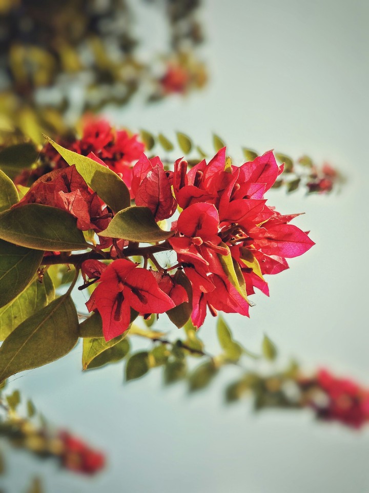 Flowers