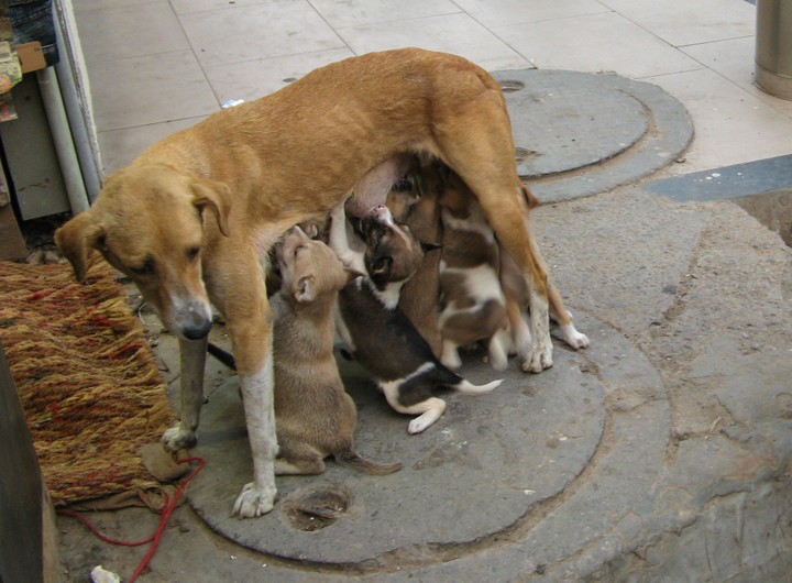 mother