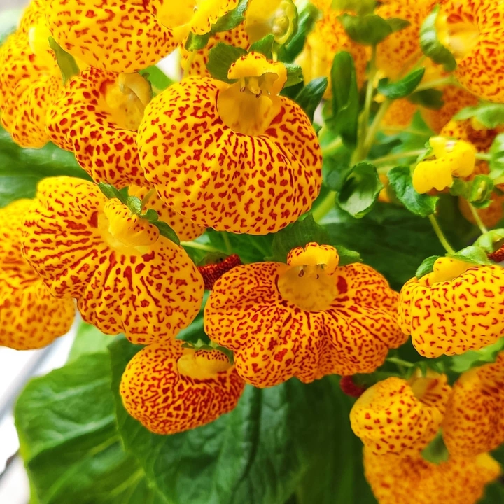 Calceolaria Herbeohybrida