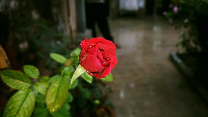 rose is most beautiful