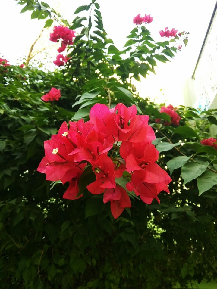 Red flowers.