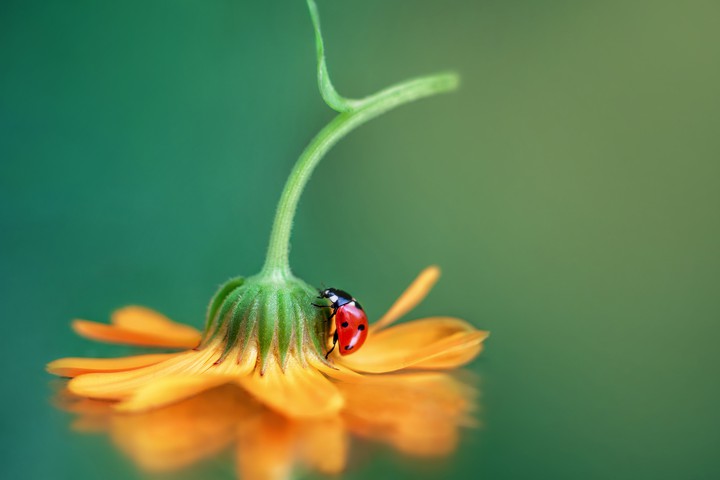 macro...