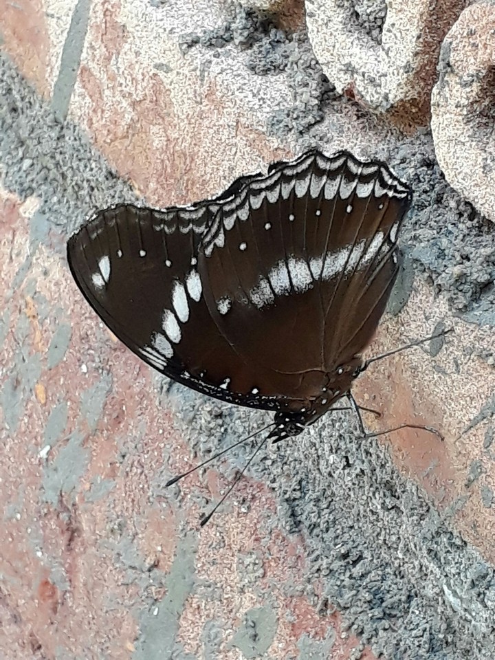black fairy