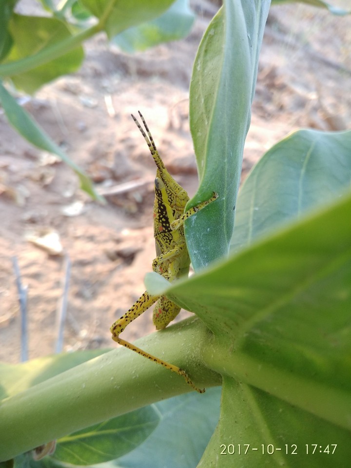 grasshopper