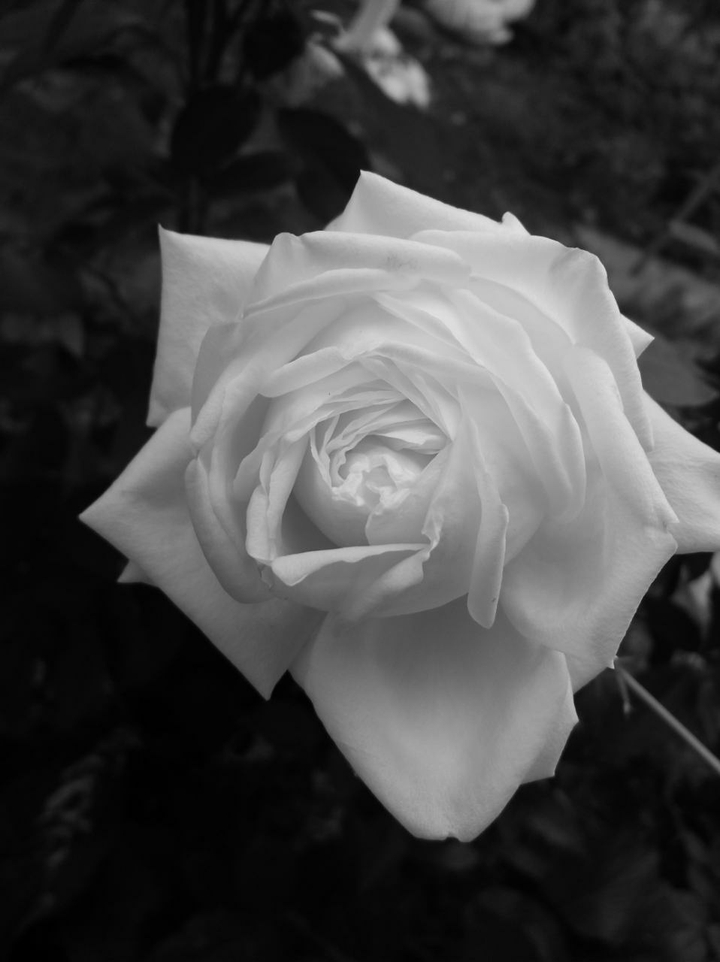 white rose