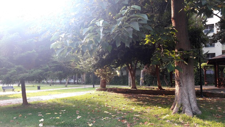 lovely Garden