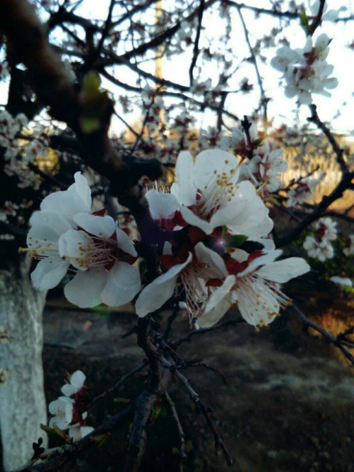spring