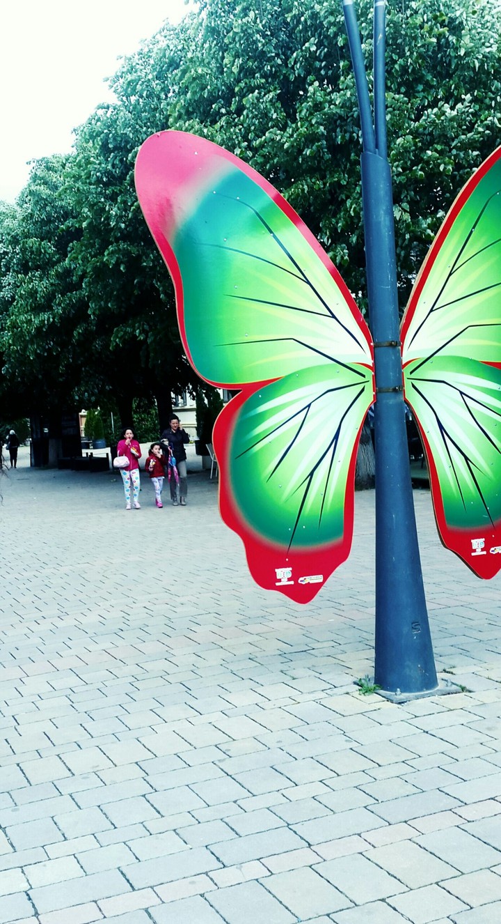 city , butterfly