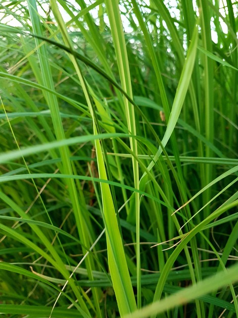 Green dream