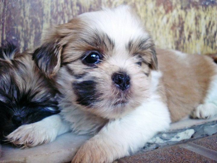Lhasa-apso dog puppy