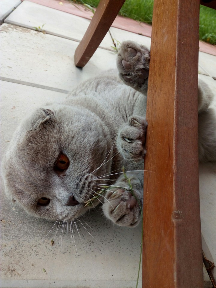 Cat Misha