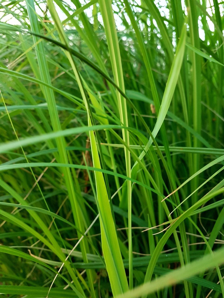 Green dream