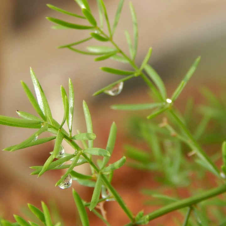 dew drops