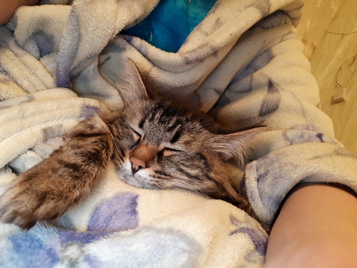 My Little Tiger