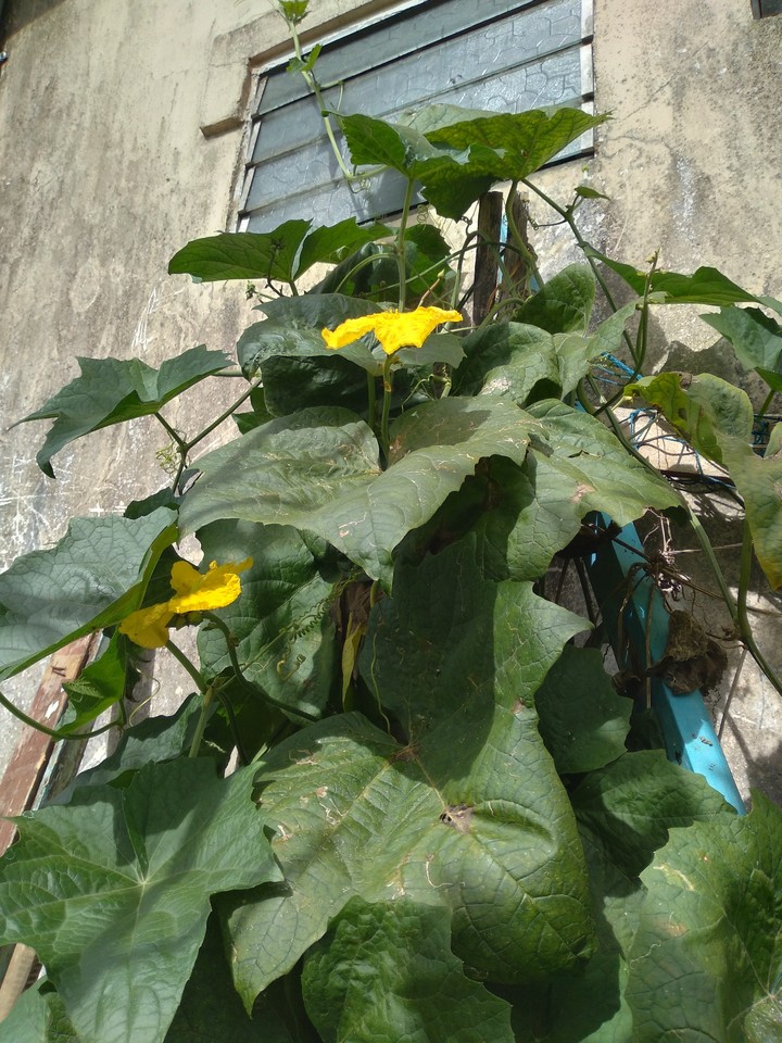 Hoa mướp nhà bác