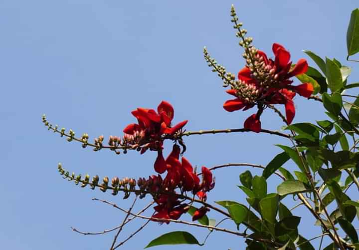 " Erythrina crista-galli"