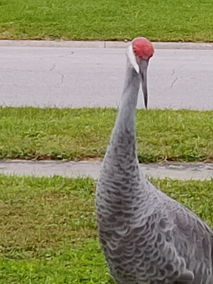 Sand Hill Crane