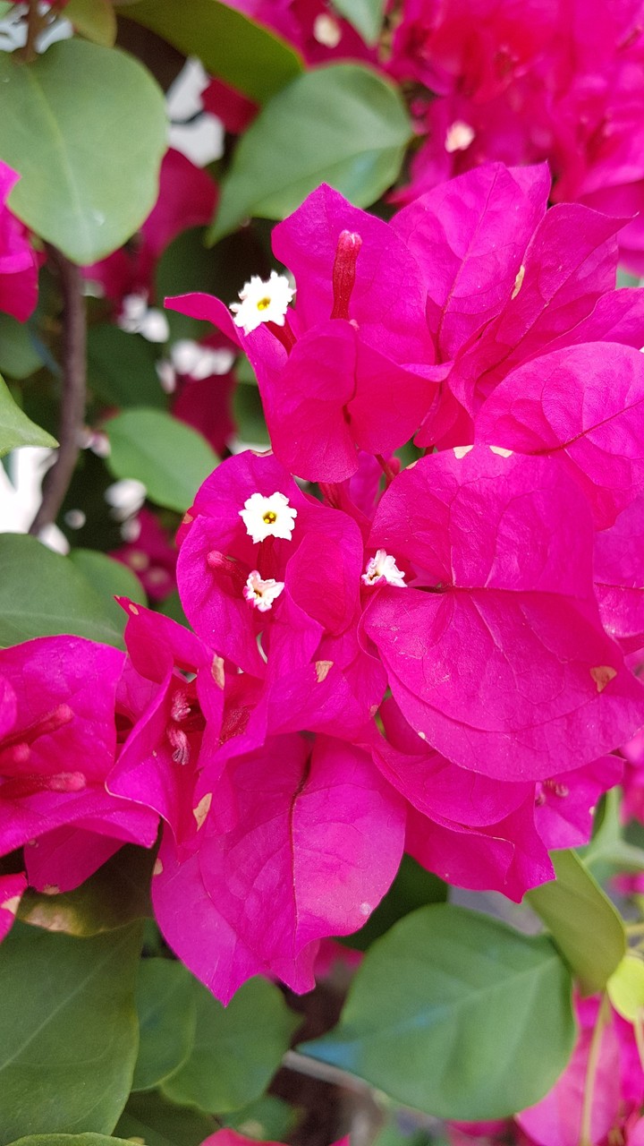 Bougainvillea
